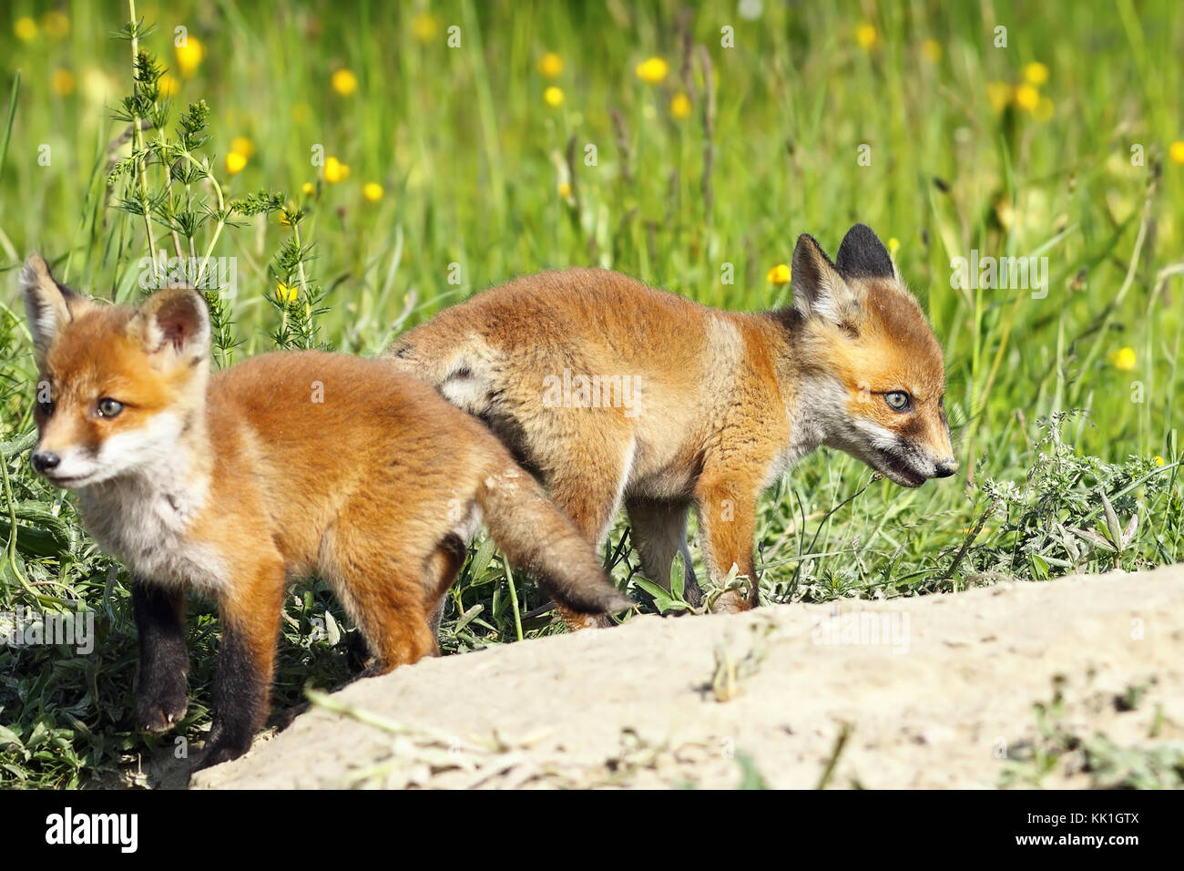 Eurasischen Red fox Knaben in einer Lichtung, wo die Tiere haben ihre Höhle (vulpes) Stockfoto
