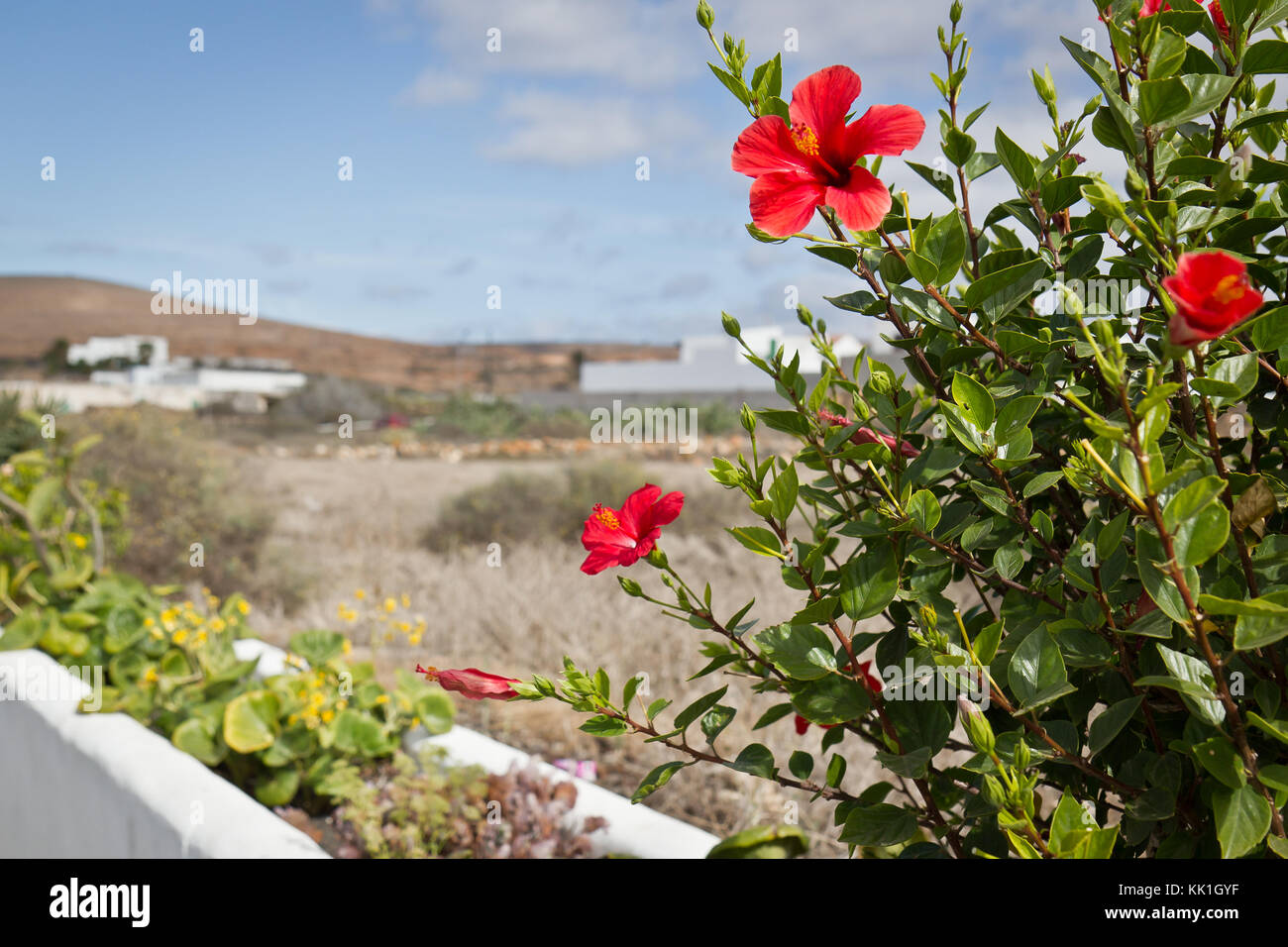 Hibiscus in Villa de Teguise, Lanzarote, Spanien Stockfoto