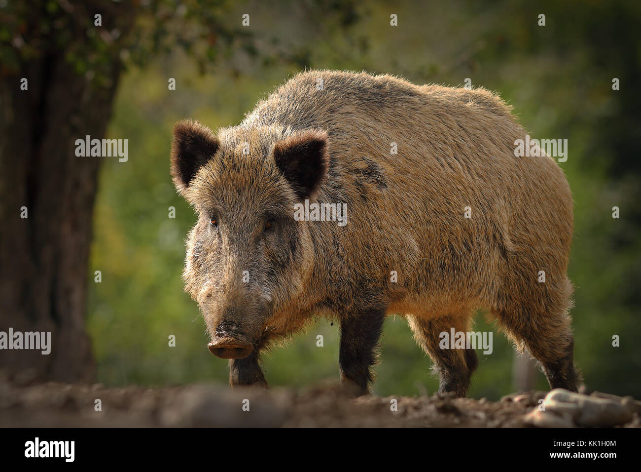 Riesige Wildschwein auf die Kamera zu kommen (Sus scrofa); diese Europäischen wilde Tiere gefährlich sein kann, wenn es mit Jugendlichen oder wenn Sie gezeichnet Stockfoto