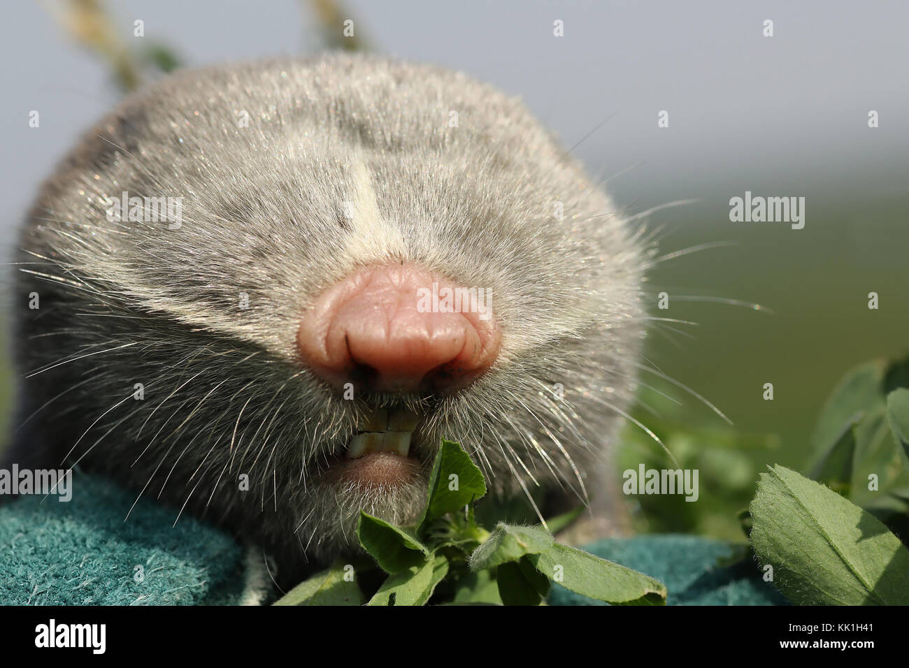 Makro Portrait von geringerer Maulwurf, Ratte (spalax leucodon) Stockfoto