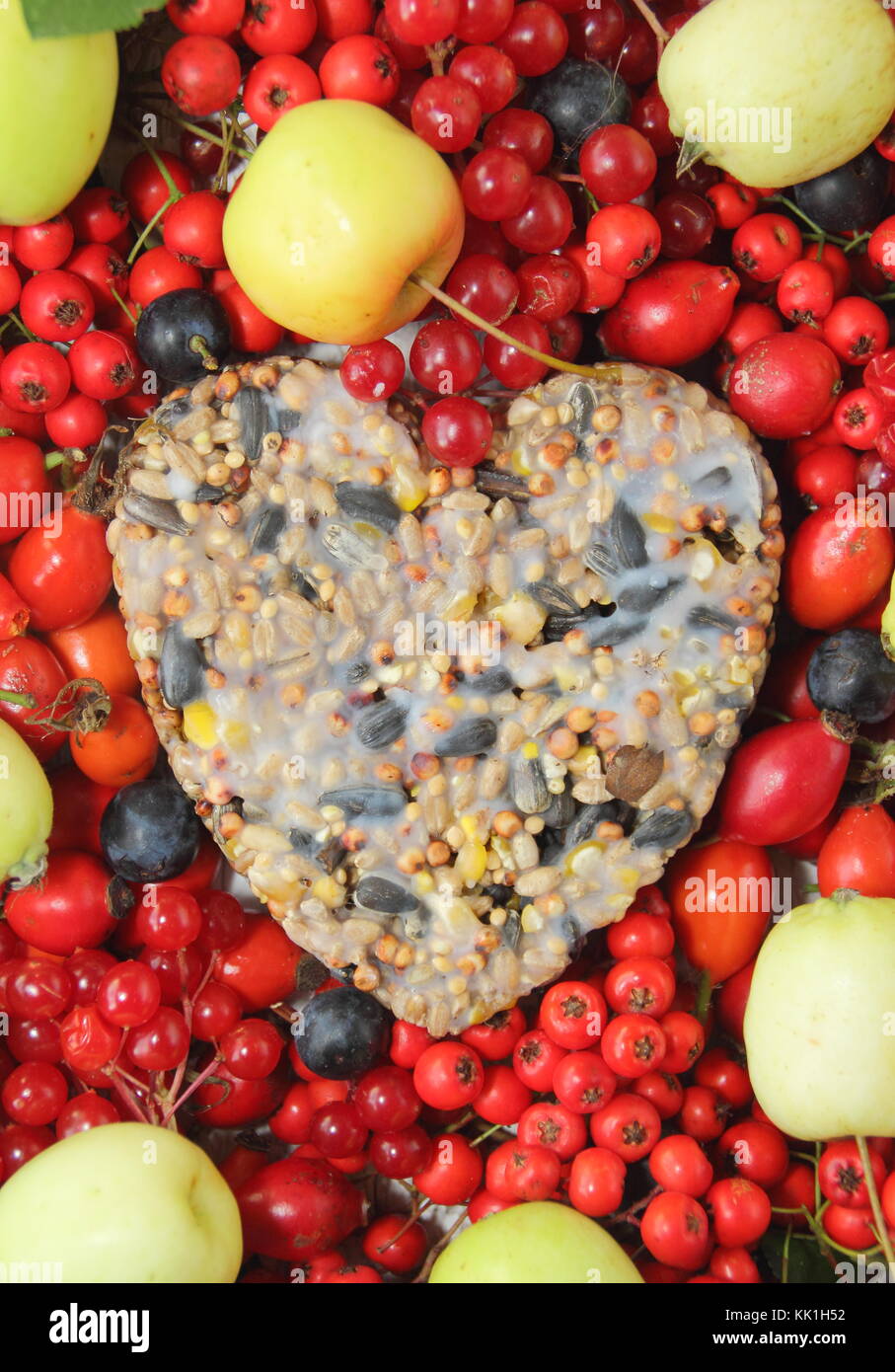 Herzförmige Bird Feeder mit Saatgut und geschmolzene Fett, in einem Cookie Cutter geformt, mit Wild Bird food dekoriert: Hagebutten, Beeren und Holzapfel Stockfoto