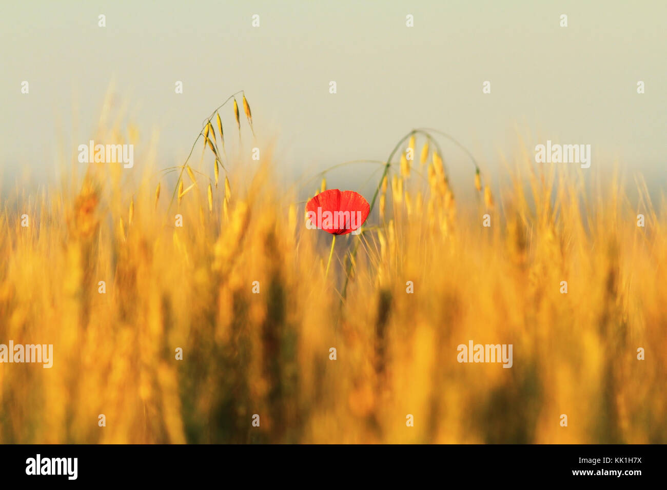 Single red poppy im Weizenfeld (Papaver rhoeas) Stockfoto