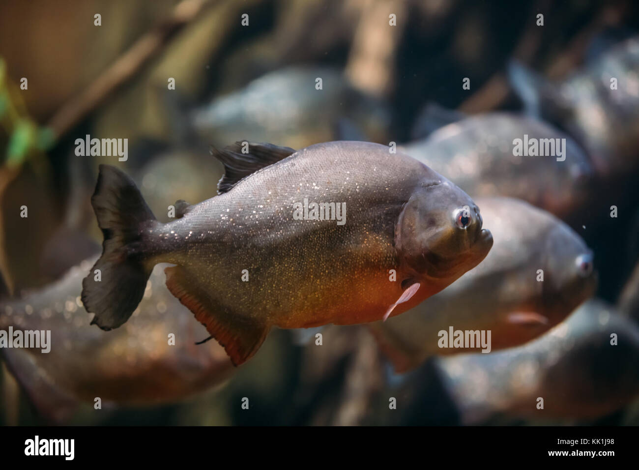 Piranha fish aquarium Fotos und Bildmaterial in hoher Auflösung Alamy