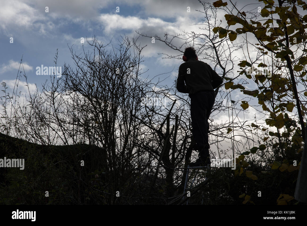 Heckenschnitt am Anfang des Winters Stockfoto