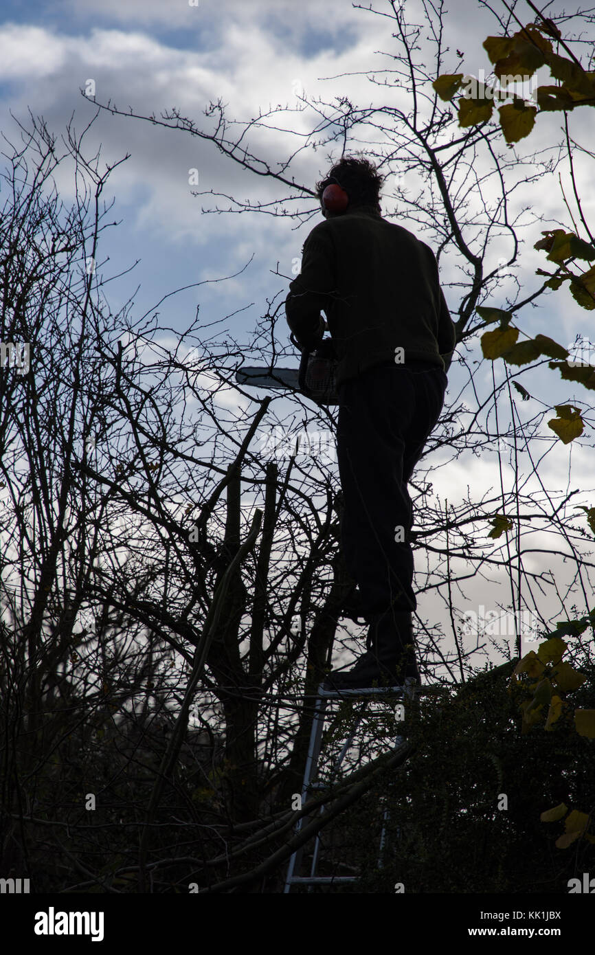 Heckenschnitt am Anfang des Winters Stockfoto
