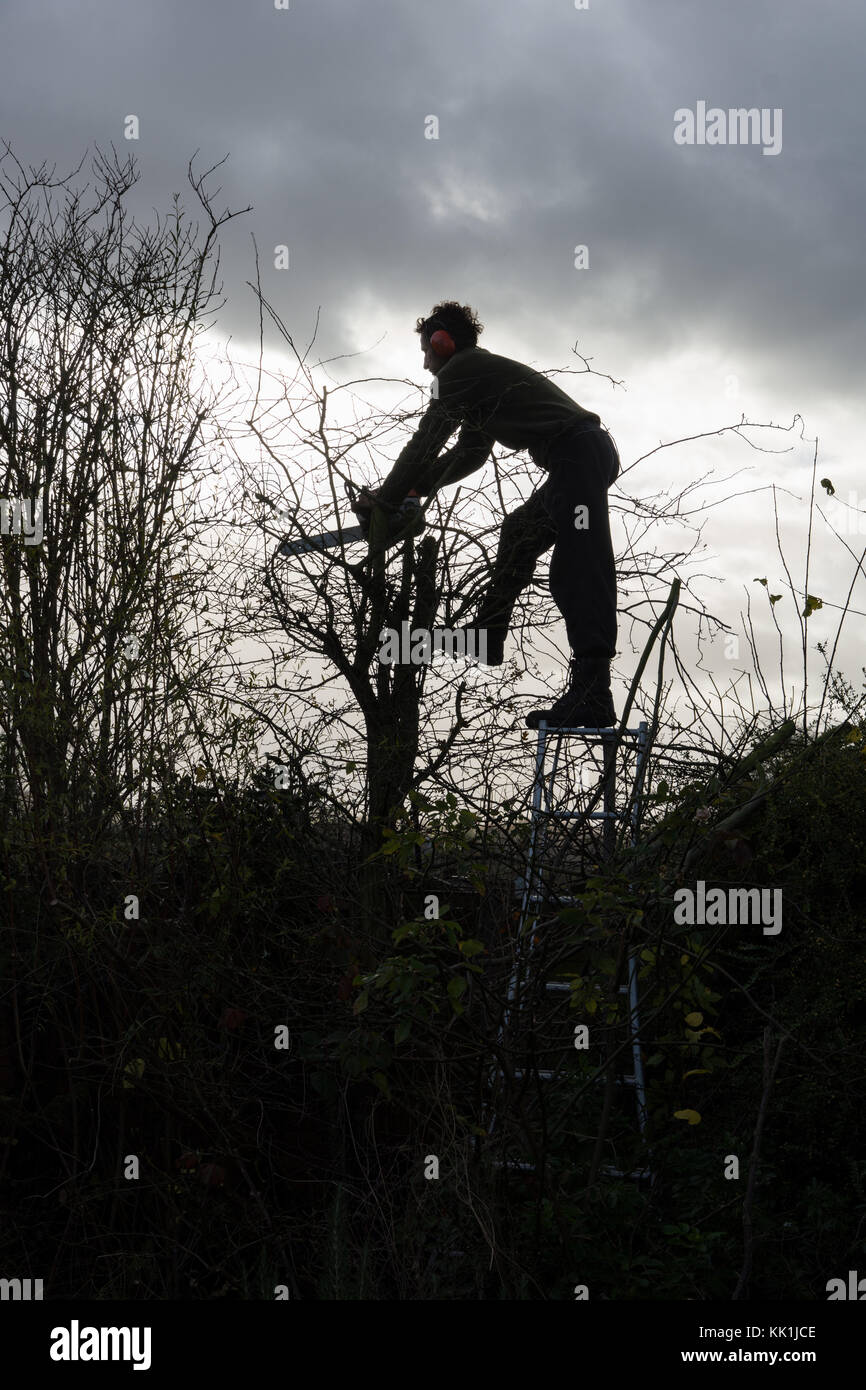 Heckenschnitt am Anfang des Winters Stockfoto
