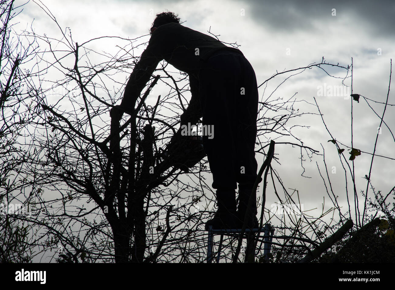 Heckenschnitt am Anfang des Winters Stockfoto