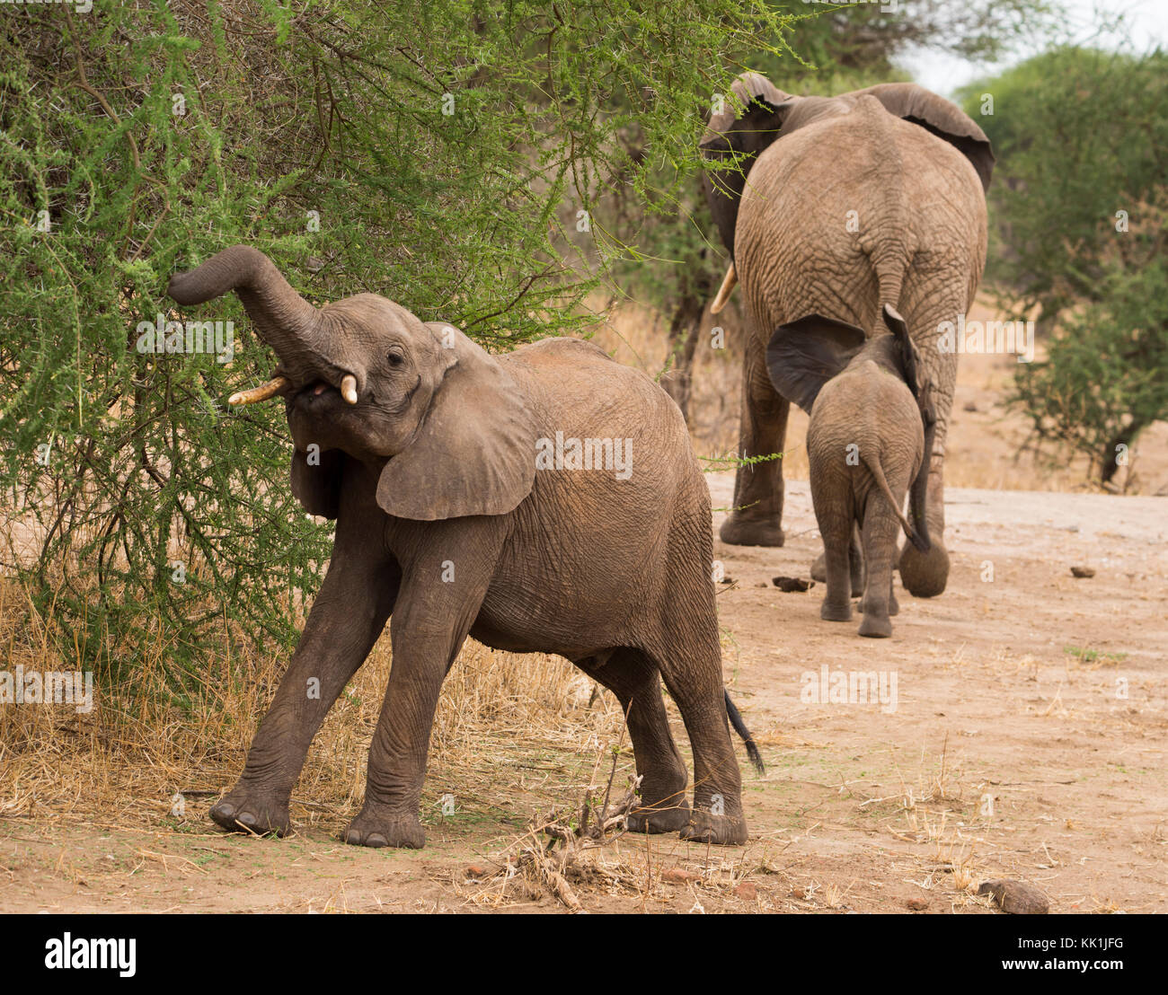 Ein junger Elefant (loxondonta Africana) essen Acacia verlässt, während seine Mutter und Baby Elephant Walk entfernt. Tarangire Nationalpark, Tansania, Afrika Stockfoto