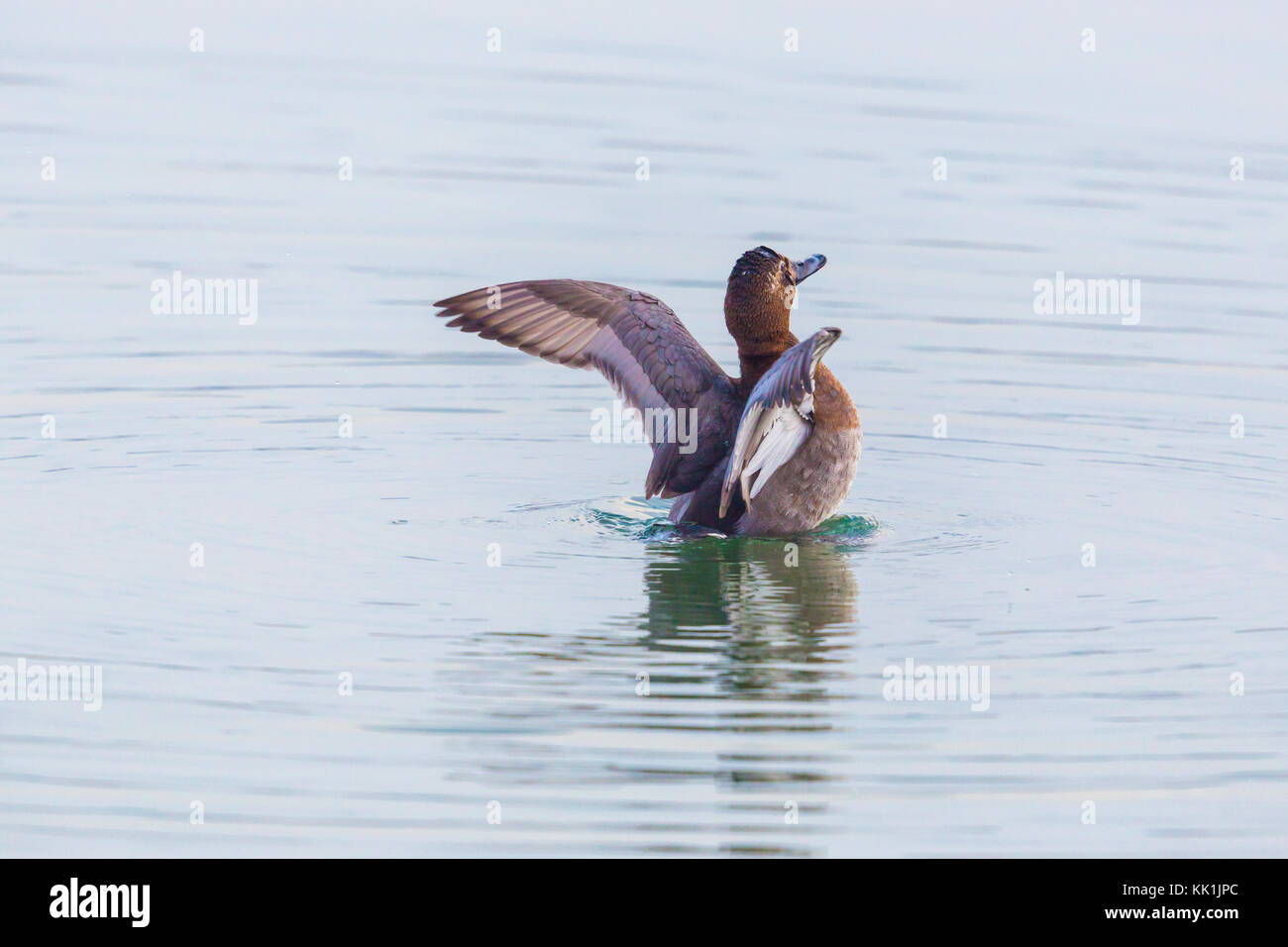 Natürliche eurasischen weiblichen pochard duck (Aythya ferina) mit Flügeln, die in Wasser Stockfoto