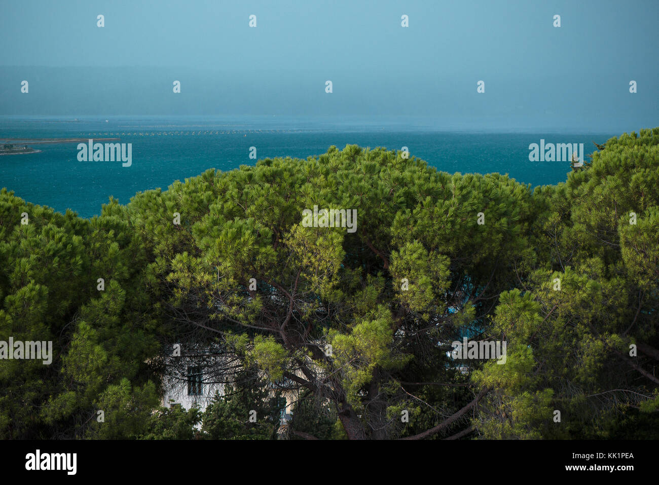 Immergrüne Bäume am Meer an bewölkten bewölkten Tag vor dem Regen Stockfoto