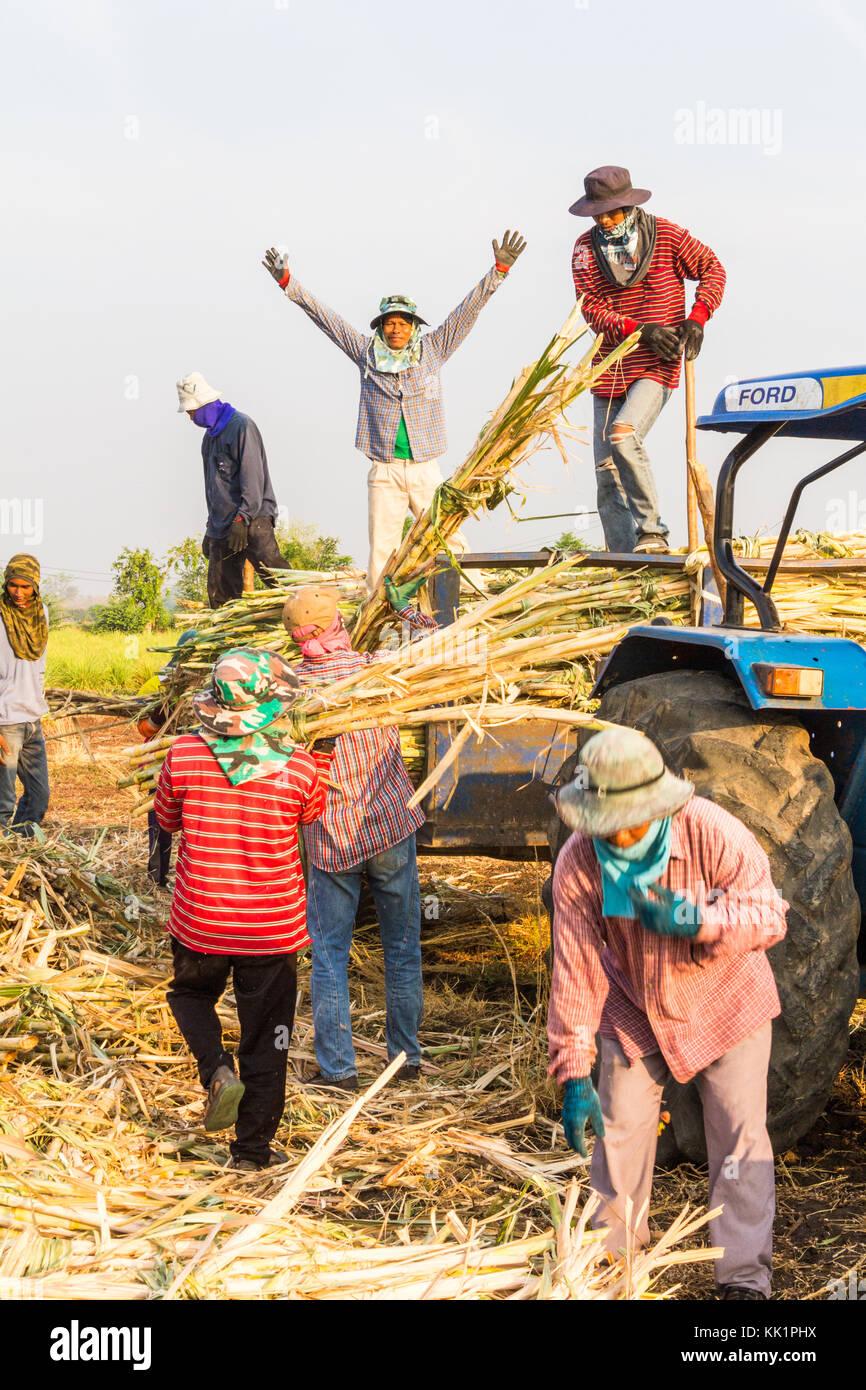 Männliche Arbeiter der Ernte von Zuckerrüben in Phetchabun Provinz, Thailand Stockfoto