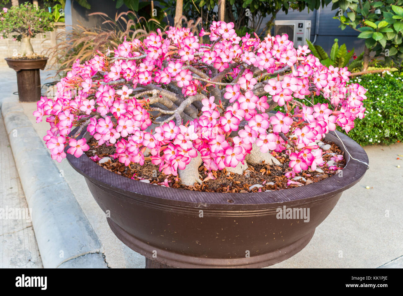 Rosa Blumen in plantpot Adeniums Stockfoto