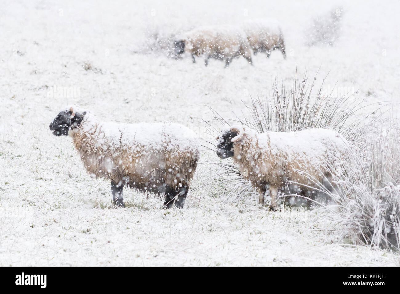 Schafe im dicken Schnee - Schottland, Großbritannien Stockfoto