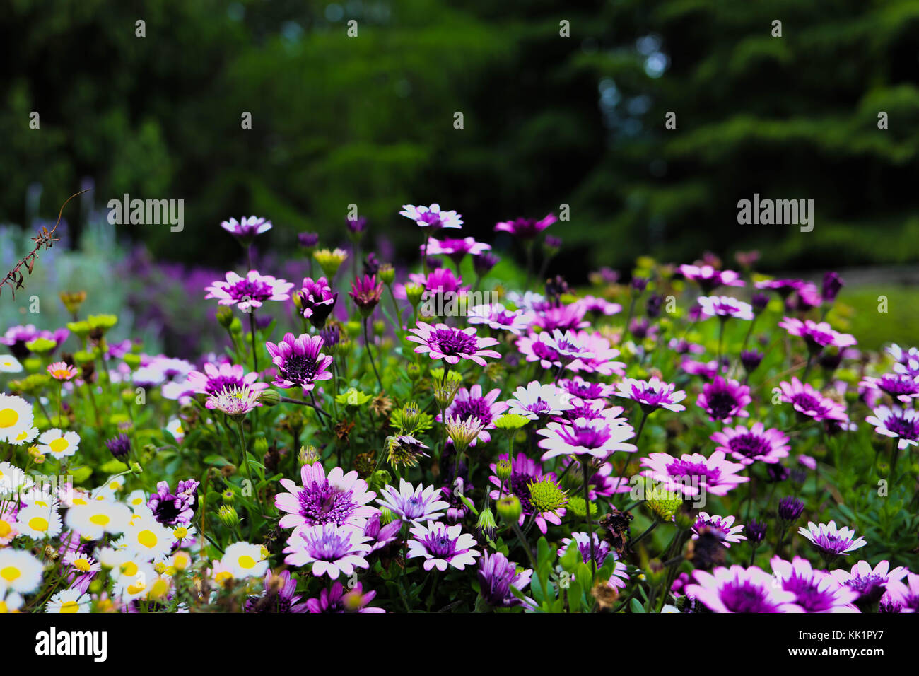 Blumen Stockfoto