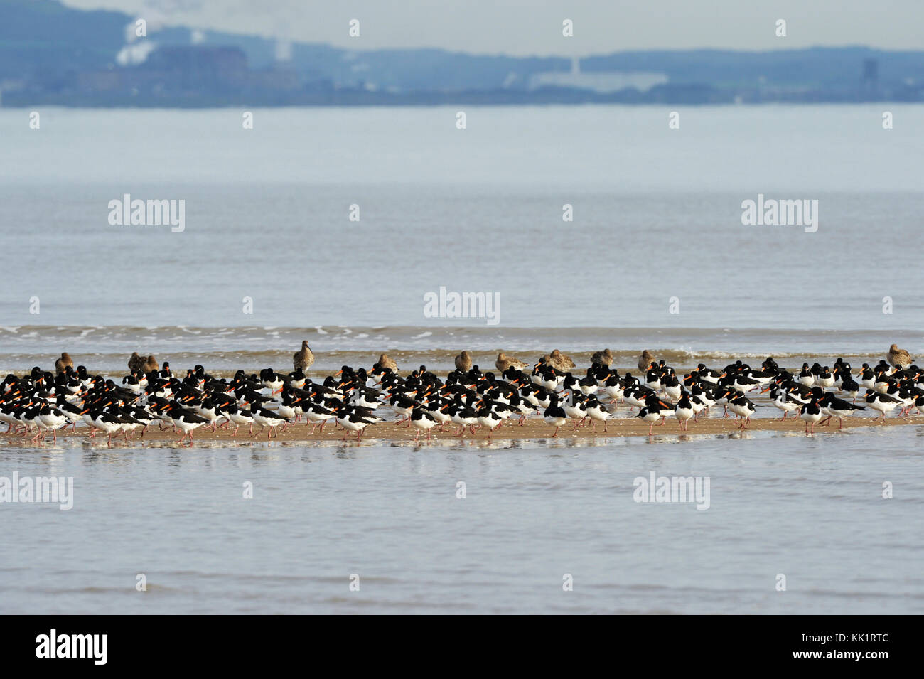 Oyster Catcher Beflockung über Sandbank in Swansea Bay Stockfoto