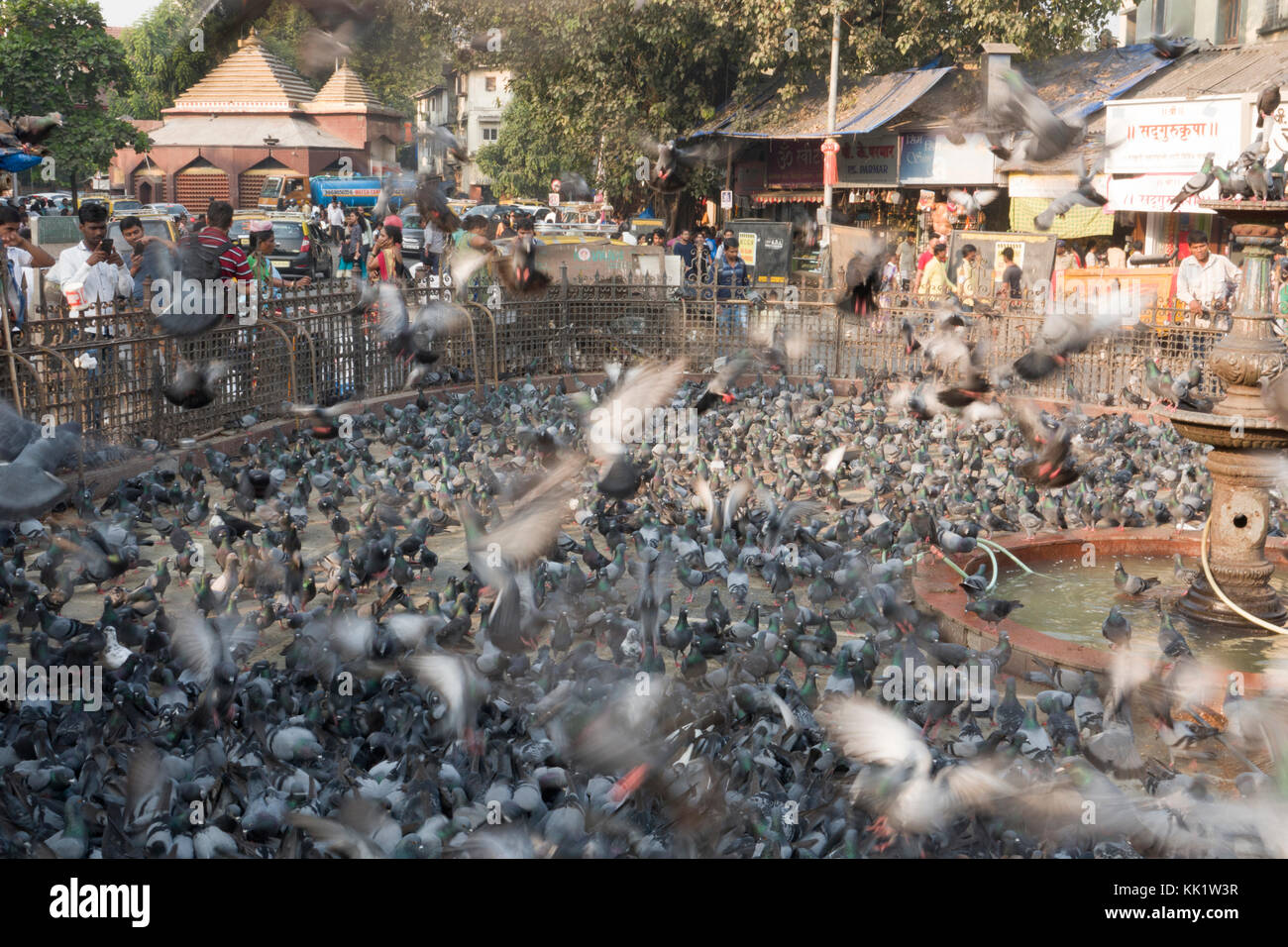 Pigeon Park an der dadar, Mumbai Stockfoto