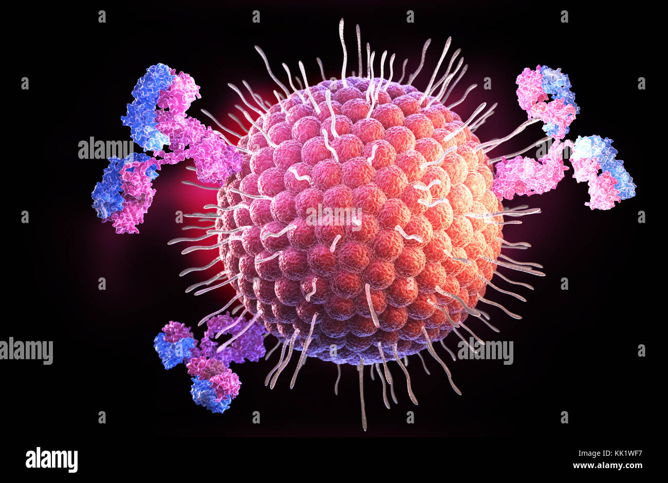 Herpes Virus und Antikörper. 3D-Darstellung Stockfoto