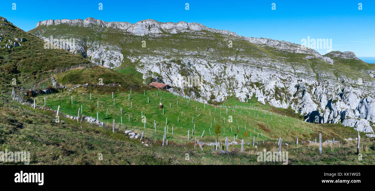Einheimische Bäume Wiederaufforstung in miera Tal, valles Pasiegos, Kantabrien, Spanien, Europa Stockfoto