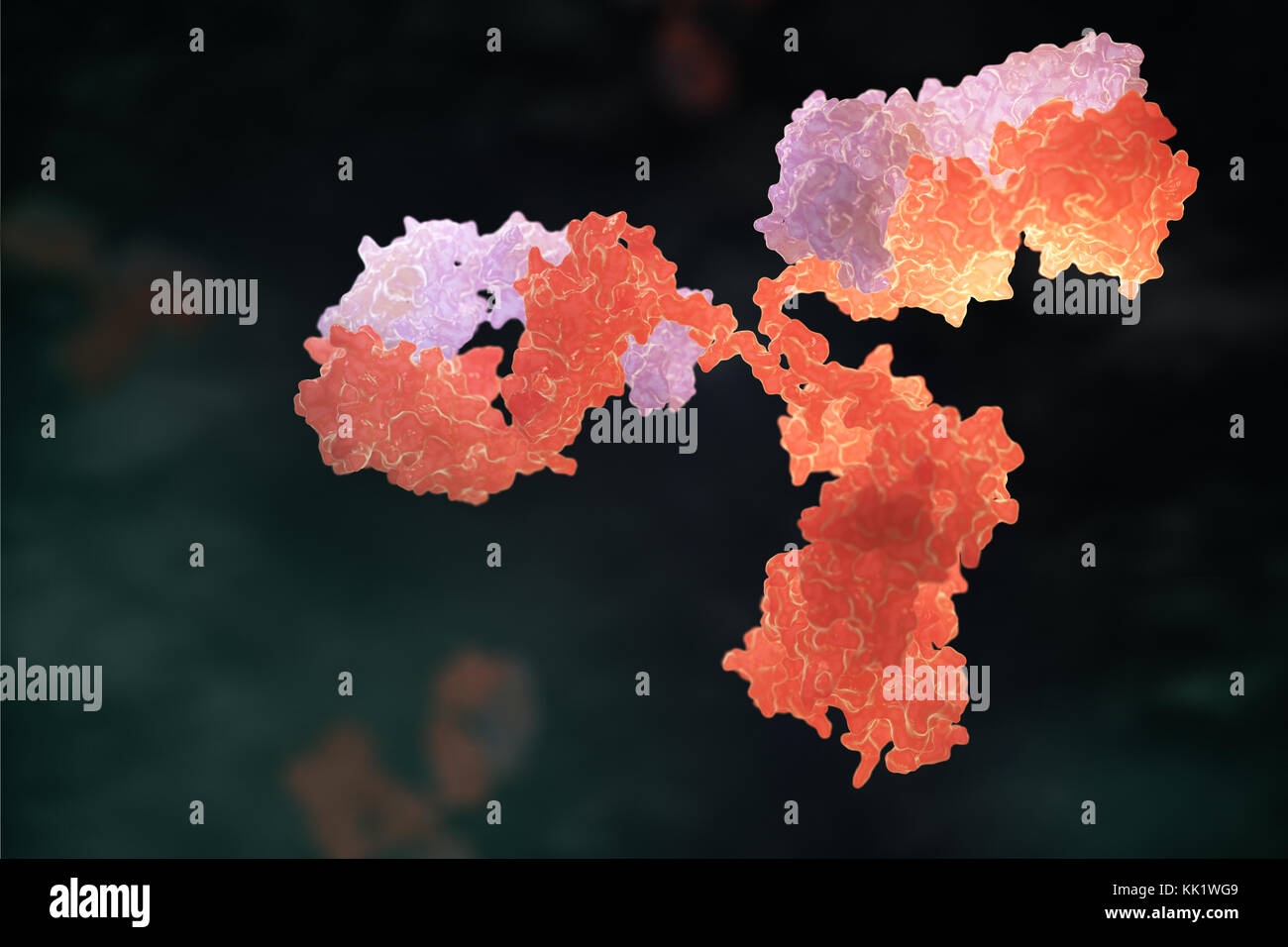 Menschliche Antikörper (Immunglobuline). 3D-Darstellung Stockfoto