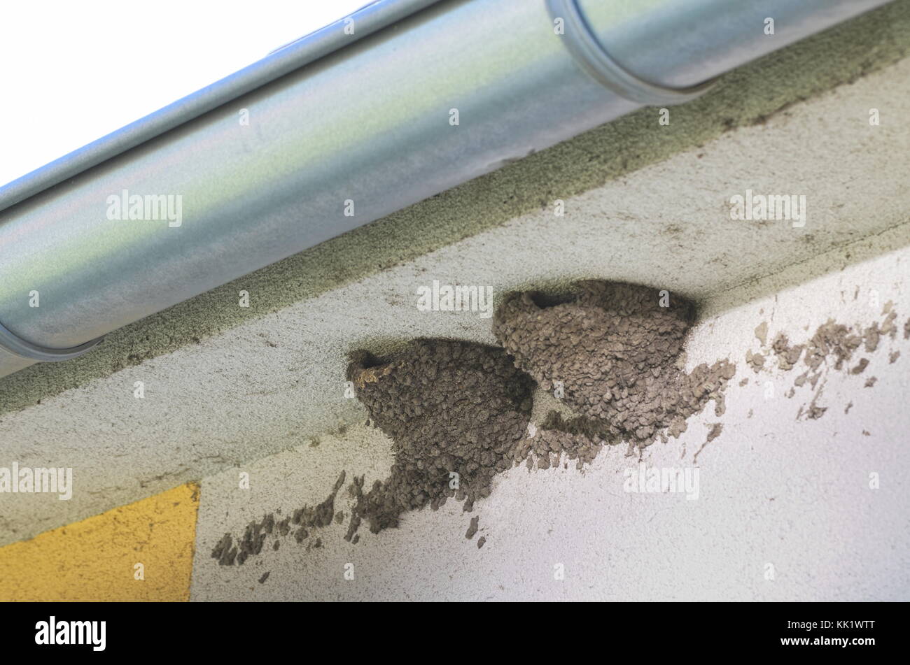 Zwei Scheune Nest unter der Dachrinne schlucken Stockfoto