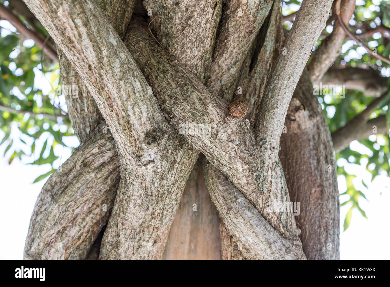 Detail Bild eines alten Reben in East Hampton, New York Stockfoto