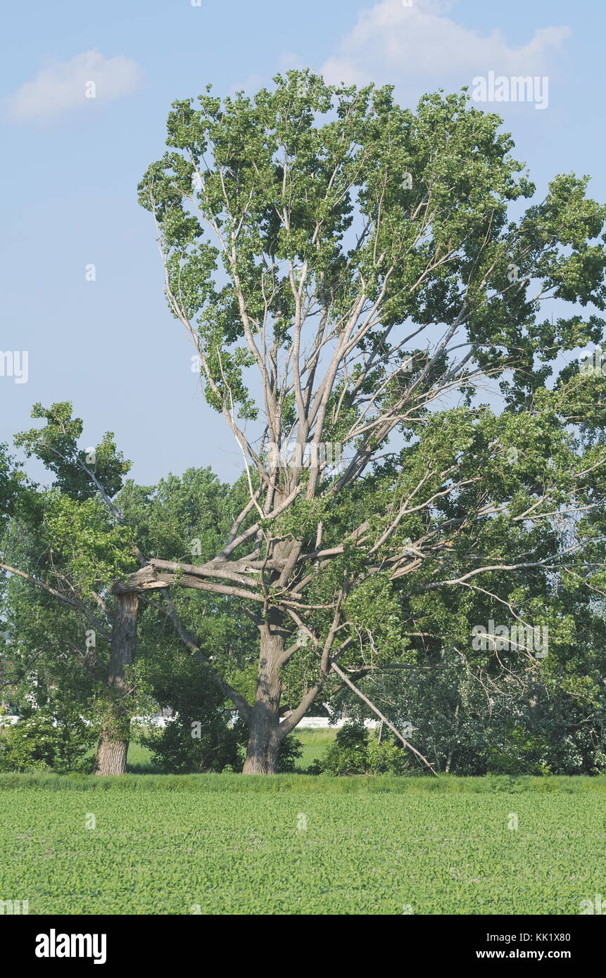 Baum in der Hälfte gebrochen nach stürmischen Wind und zu einem anderen Baum gefallen Stockfoto