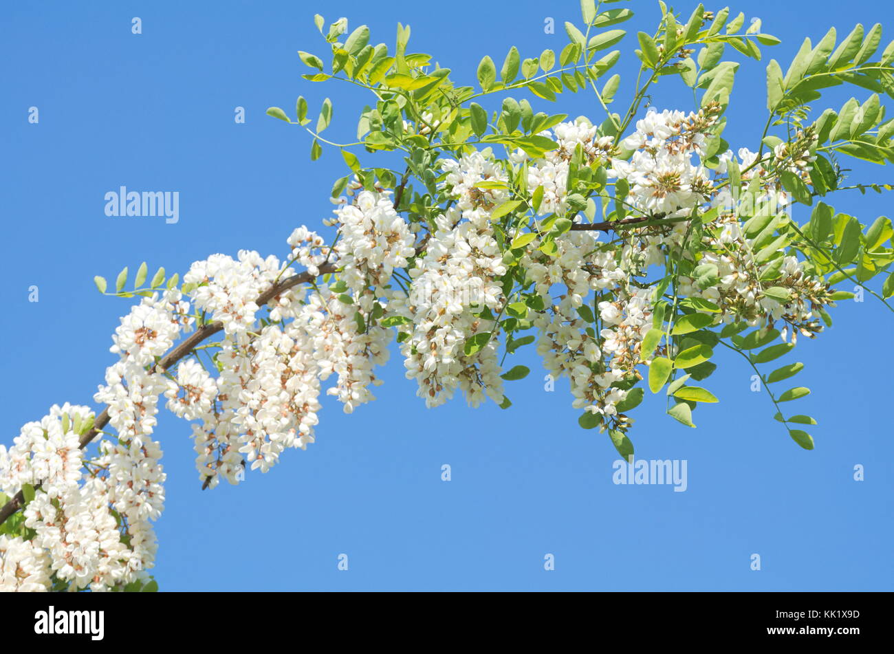 Blühende Akazie weiß Zweig unter strahlend blauem Himmel Stockfoto