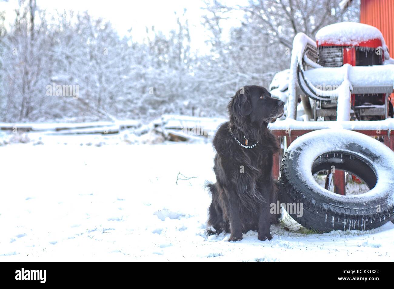Schwarzer Hund im Winter neben roten Traktor und Scheune Stockfoto