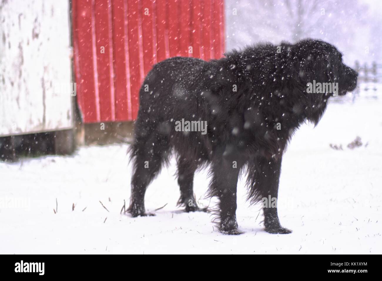 Schwarzer Hund im Winter Schneefall durch rote Scheune Stockfoto