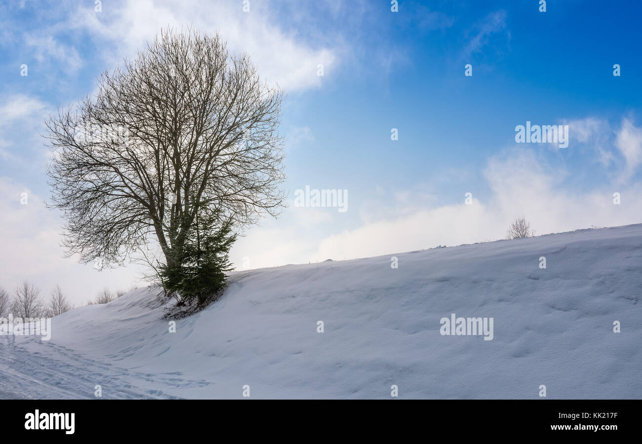 Blattlosen Baum auf schneebedeckten Hang. schönen Winter Natur Hintergrund Stockfoto