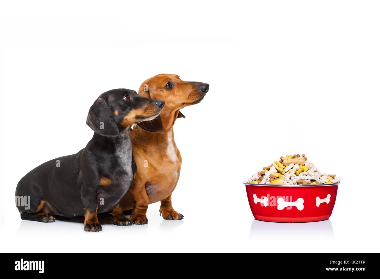 Dackel oder Wurst Hunde warten auf Besitzer mit gesunden Lebensmitteln Schüssel, auf weißem Hintergrund, Stockfoto