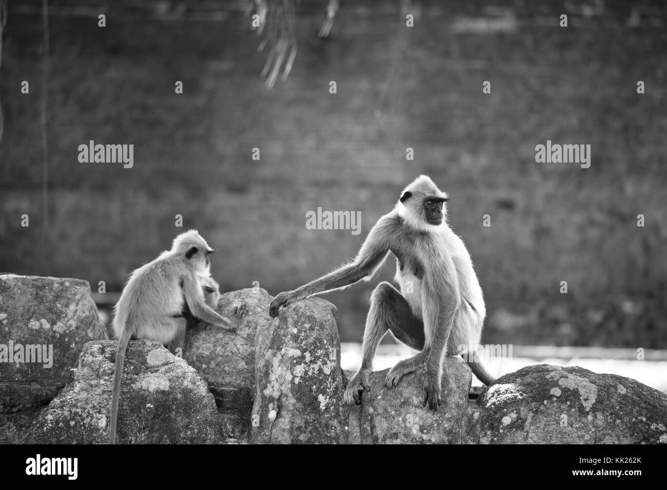 Affen in Anuradhapura, Sri Lanka Stockfoto
