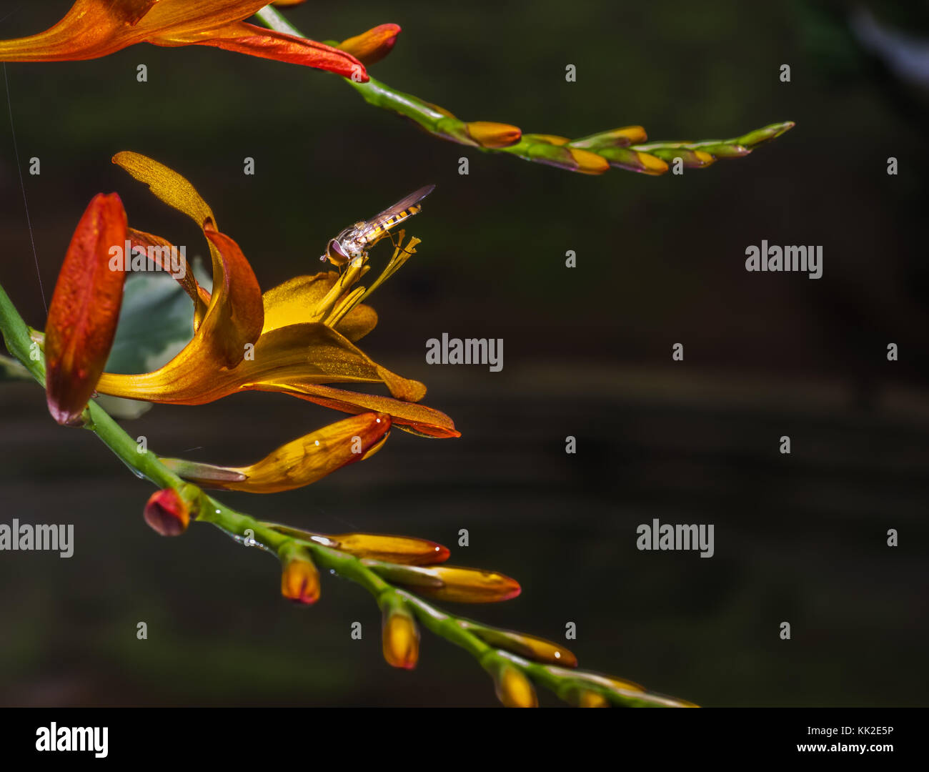 Hoverfly Bestäubung eine orange Crocosmia/montbretia Blume Stockfoto