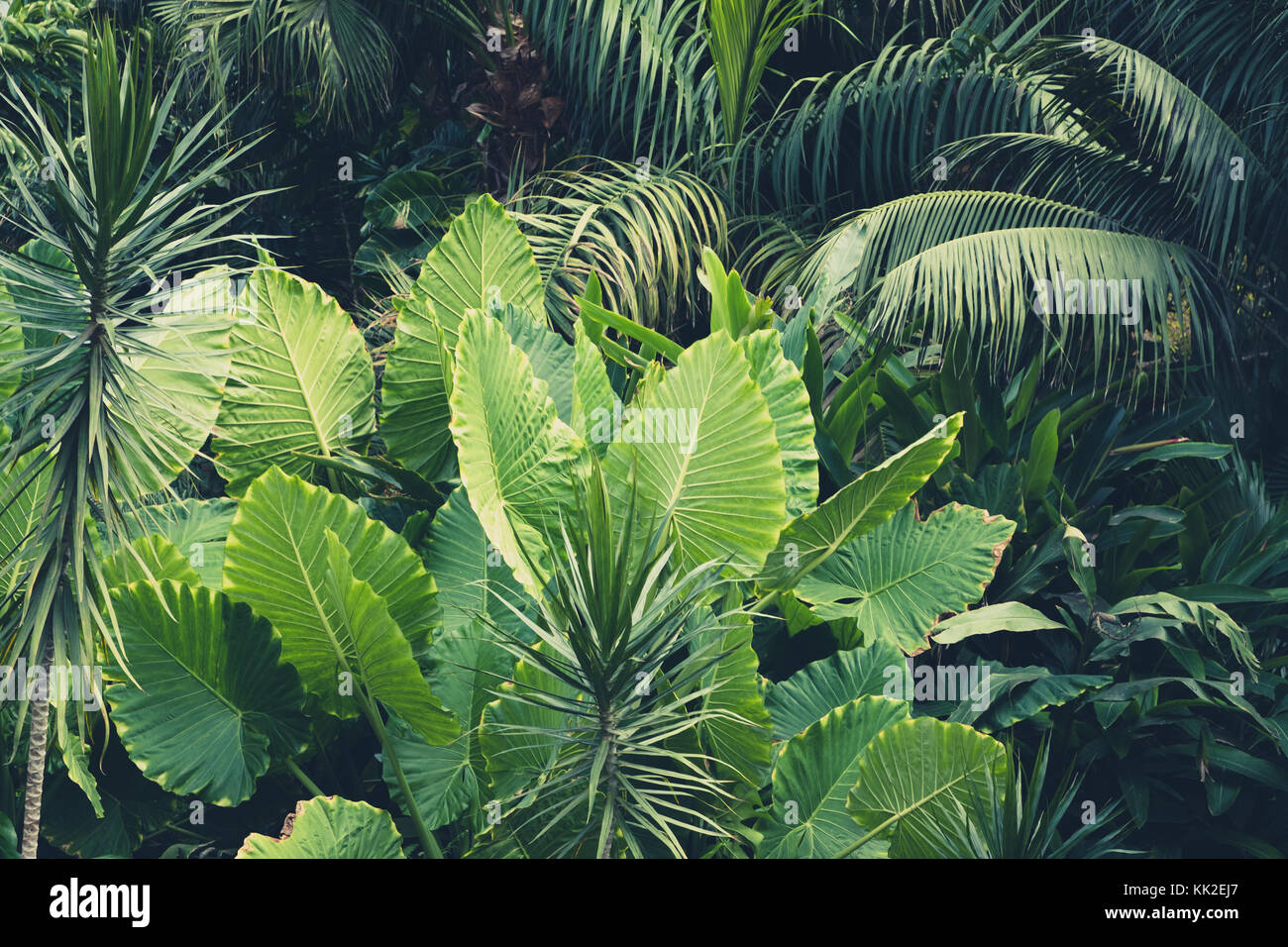 Palmen, Dschungel, tropischen Pflanzen Hintergrund Stockfoto