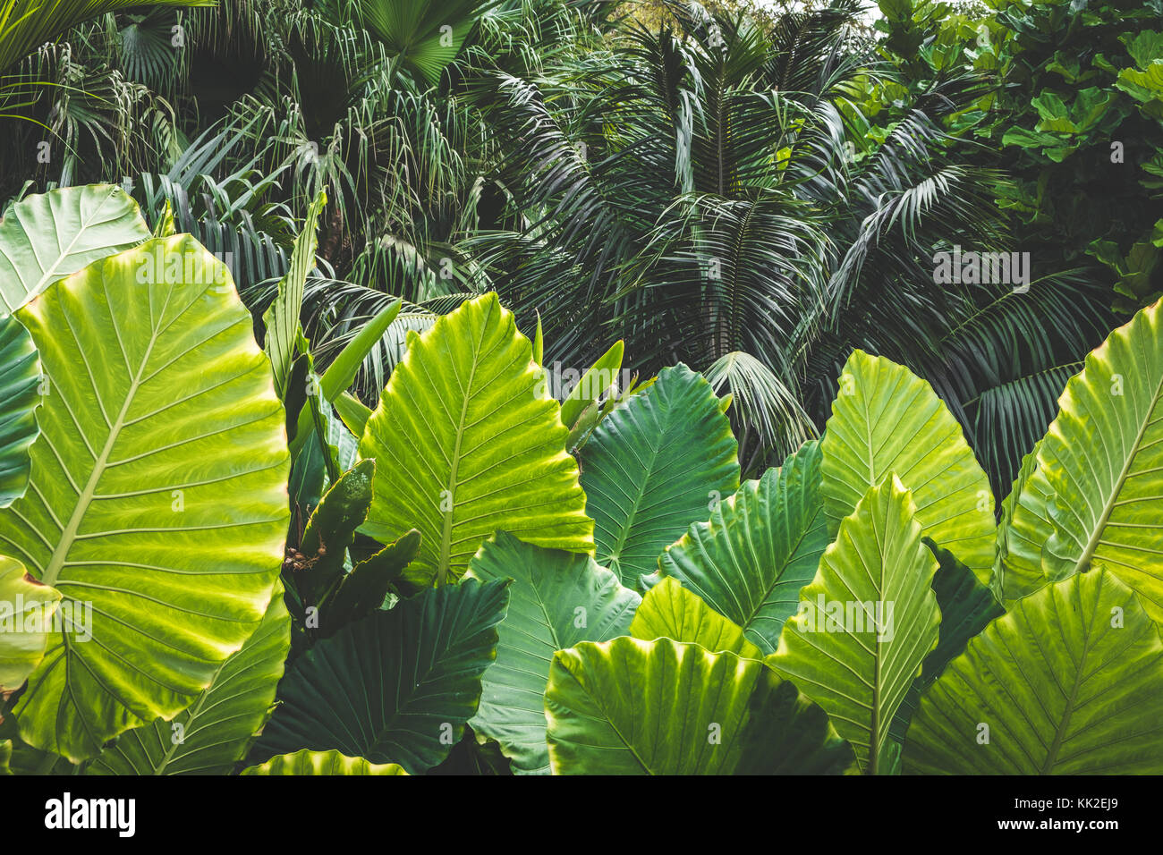 Riesige Palmenblättern, Elefant Ohren (colocasia gigantea) Stockfoto