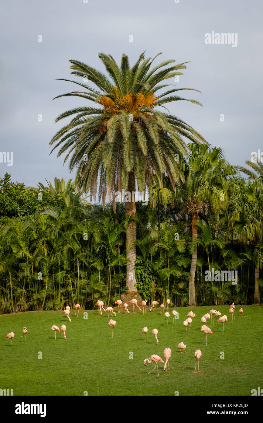 Gruppe von Flamingos auf Wiese mit Palm Tree Hintergrund - Stockfoto