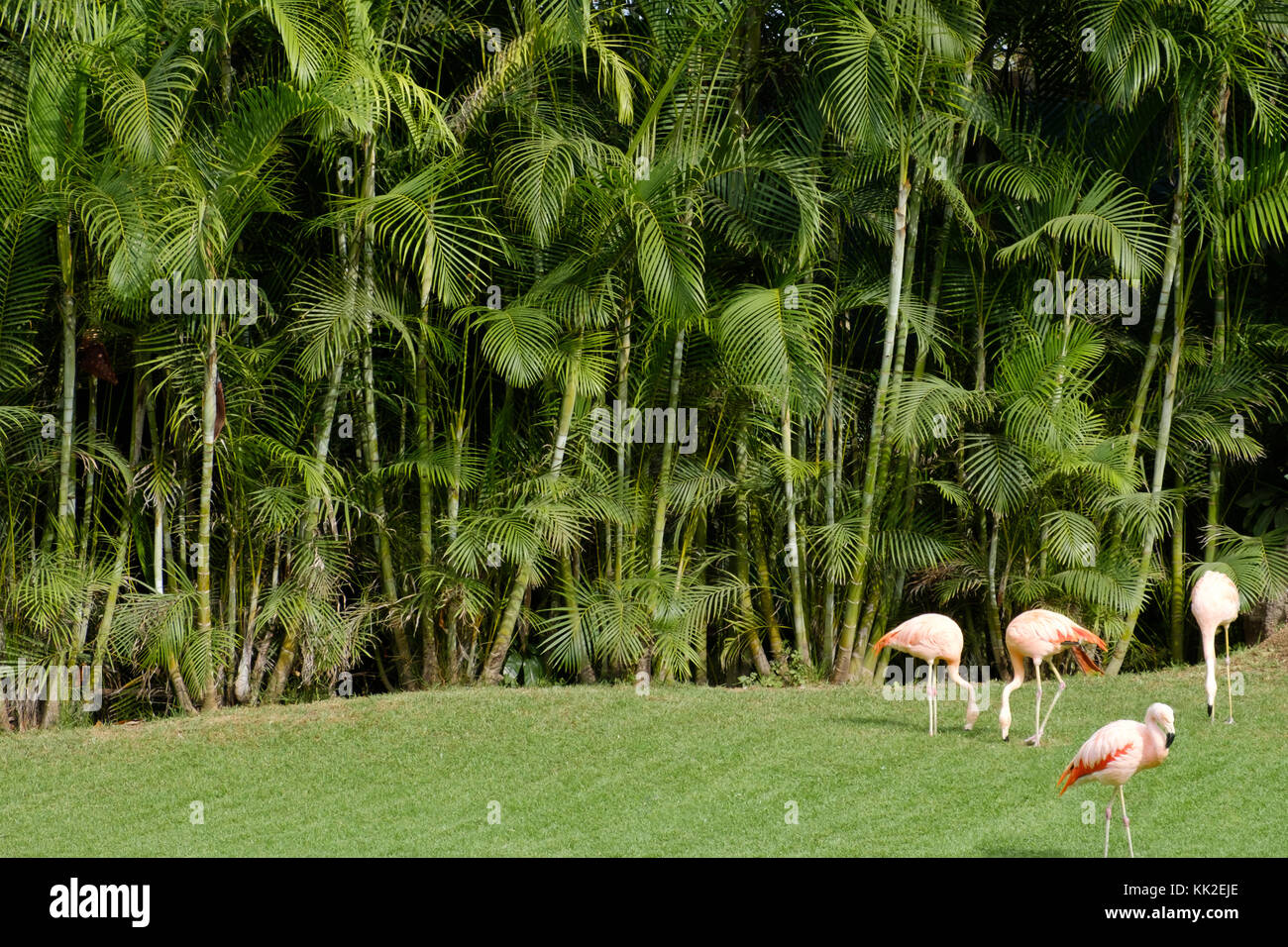 Gruppe von Flamingos auf Wiese mit Palm Tree Hintergrund - Stockfoto