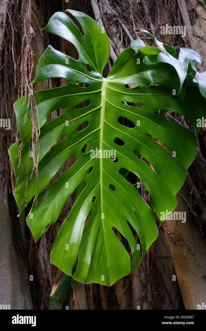 Philodendron Blatt - monstera Blatt, große Schatten pflanze Blatt mit Bohrungen Stockfoto