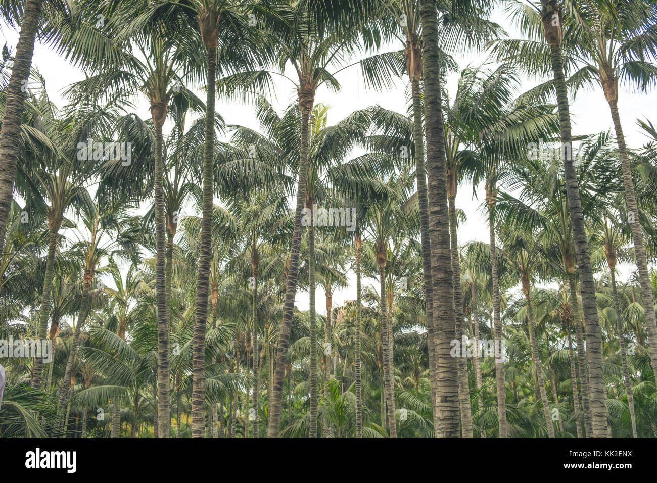 Palm Tree Forest, Kokospalmen/Baumkronen - Stockfoto