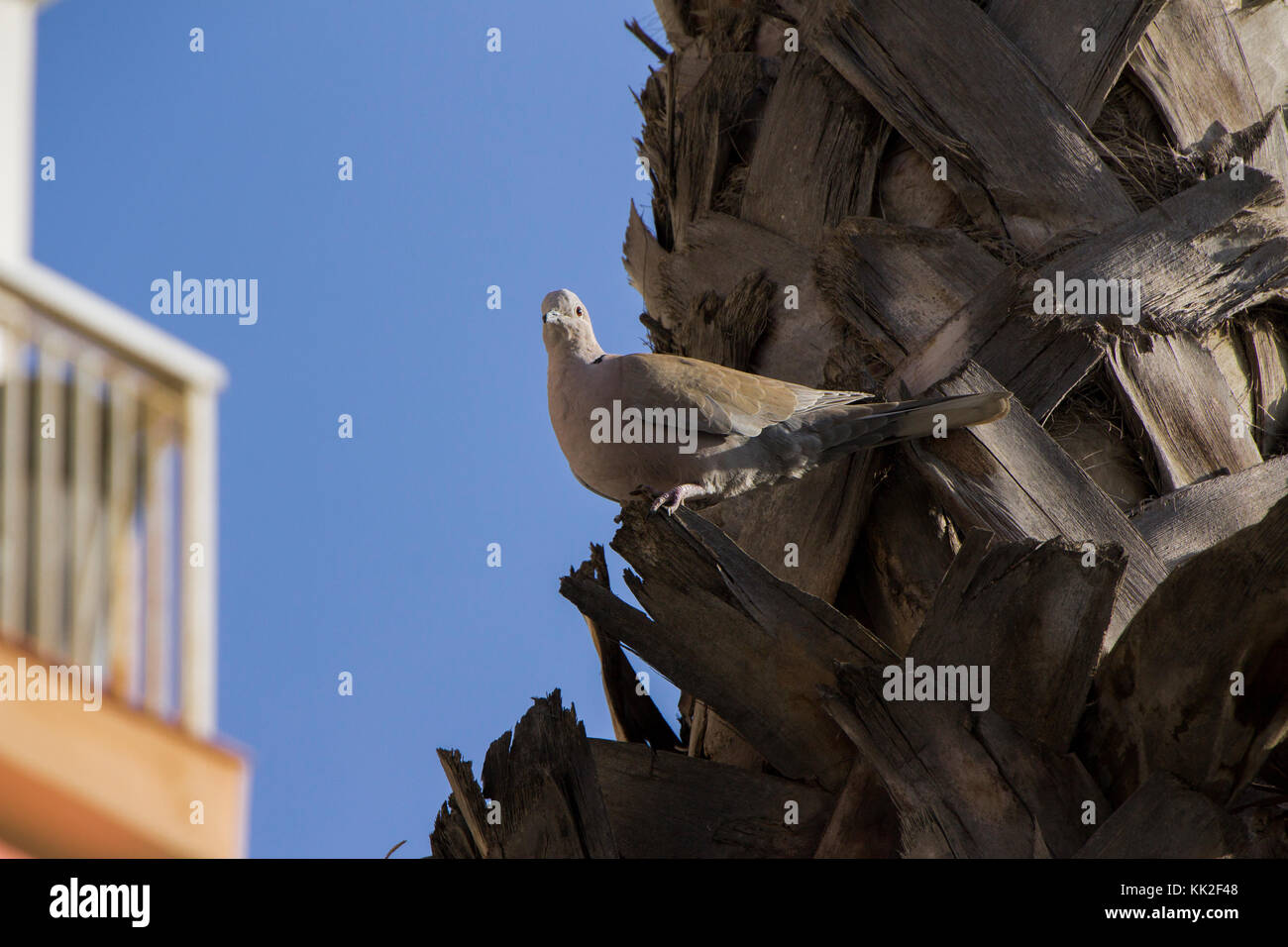 Ein barbary Taube auf eine Palme Stockfoto