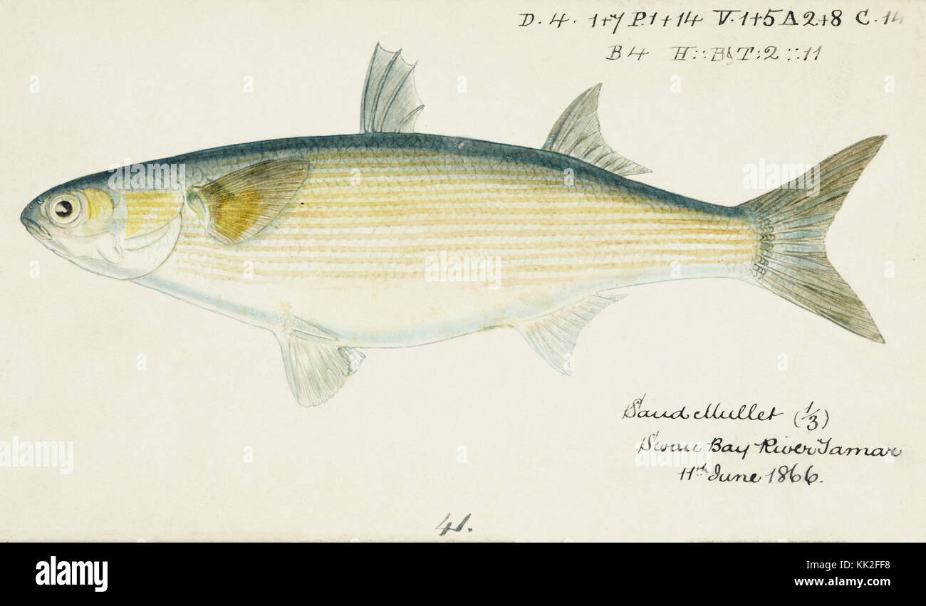 Southern Pacific fische Illustrationen von ZB. Clarke 5 Stockfoto