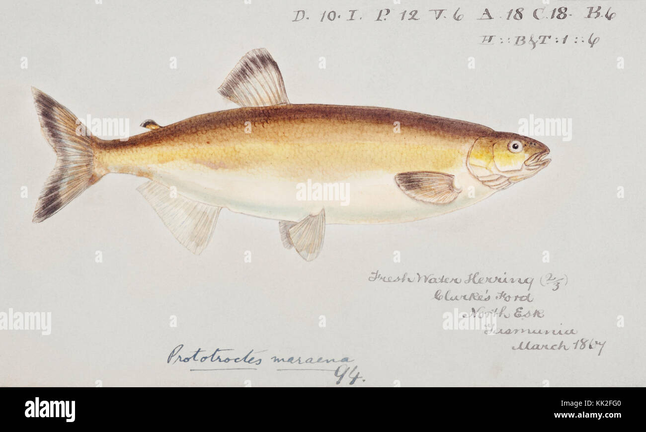 Southern Pacific fische Illustrationen von ZB. Clarke 24. Stockfoto