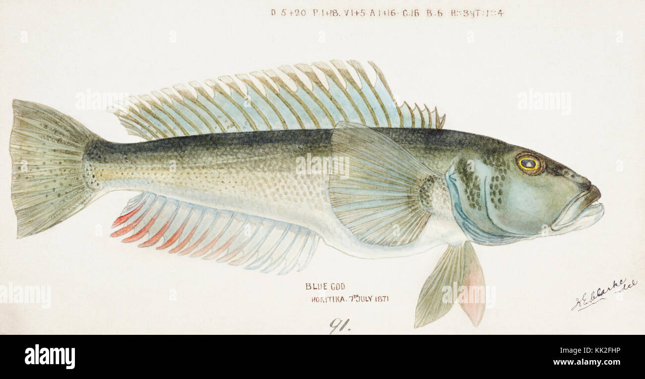 Southern Pacific fische Illustrationen von ZB. Clarke 60 Stockfoto