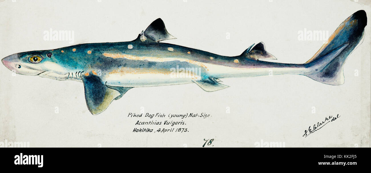 Southern Pacific fische Illustrationen von ZB. Clarke 71 Stockfoto