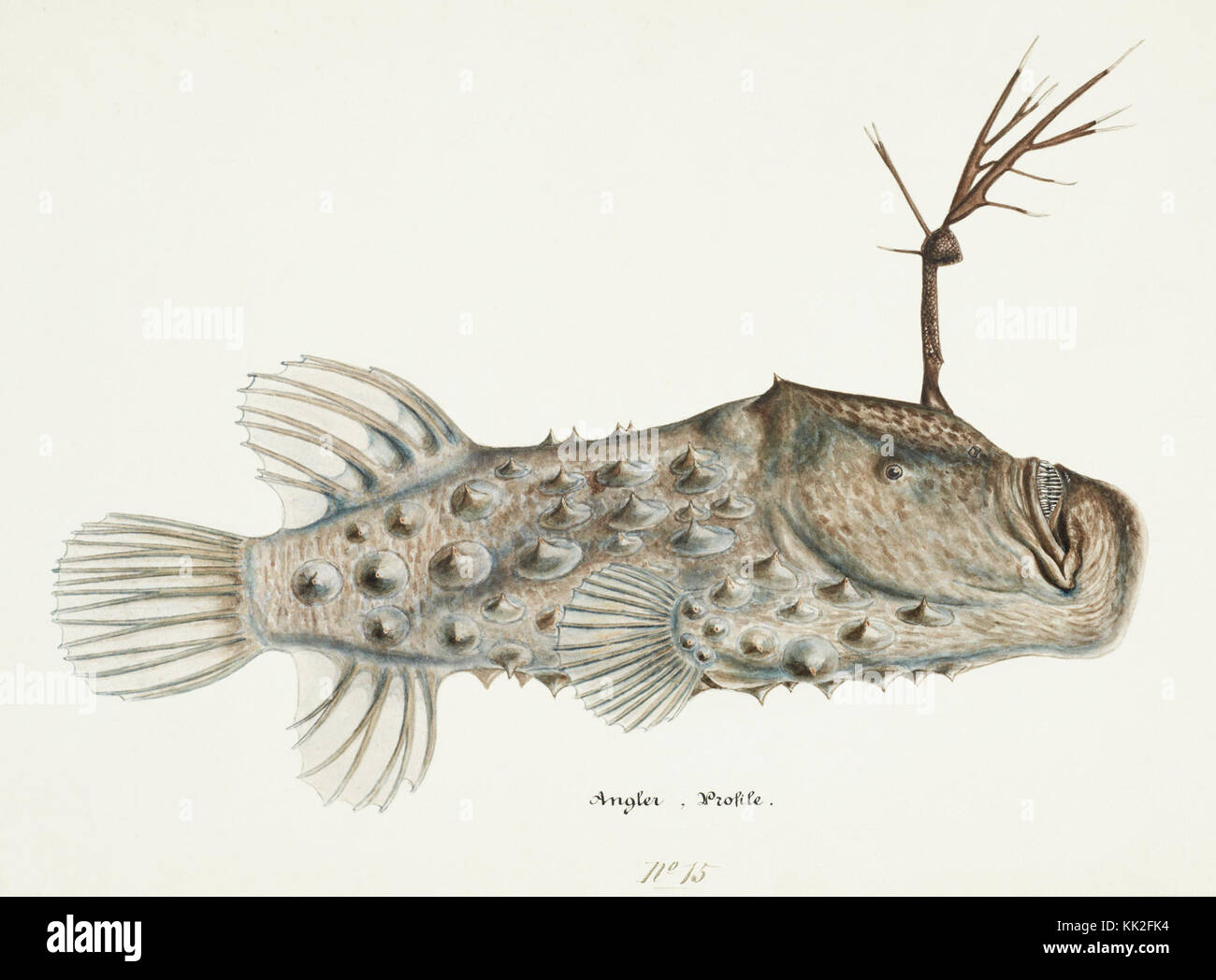 Southern Pacific fische Illustrationen von ZB. Clarke 84 Stockfoto