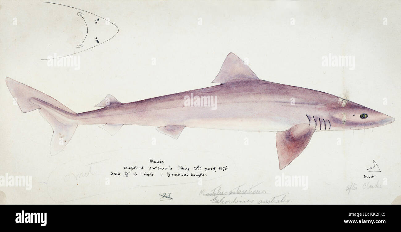 Southern Pacific fische Illustrationen von ZB. Clarke 87 Stockfoto