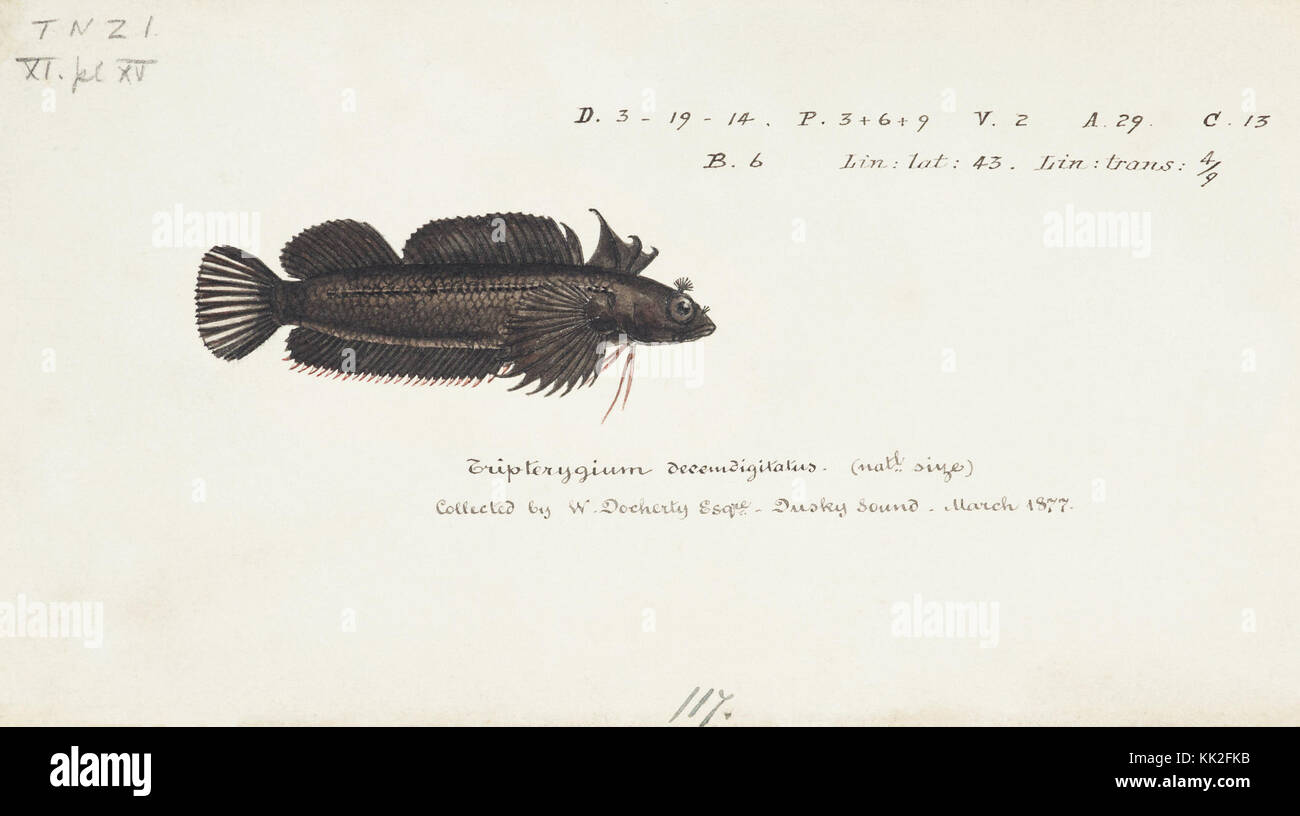 Southern Pacific fische Illustrationen von ZB. Clarke 92 Stockfoto