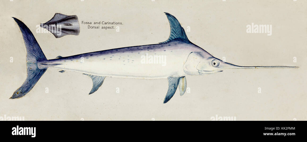 Southern Pacific fische Illustrationen von ZB. Clarke 117 Stockfoto