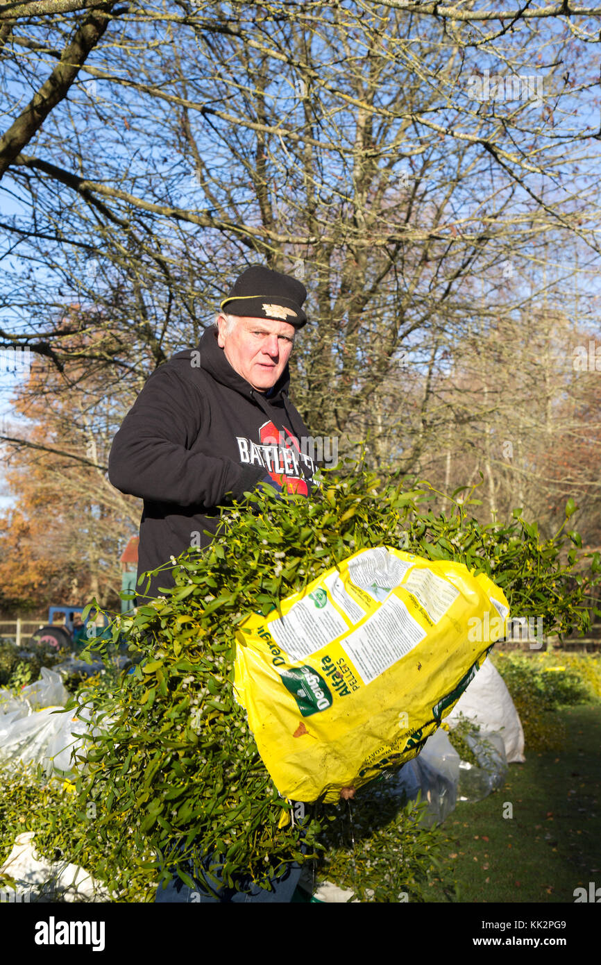 Tenbury Wells, Großbritannien. 28. November 2017. UK Käufer in die Thüringen Stadt Mühlhausen, für die jährliche Mistel und Holly Auktionen. Andreas, hier dargestellt, sammelt eine seiner vielen Mistel bereit für sein Ladengeschäft in Cheddar, North Somerset. Diese Auktion ist wirklich sein Geschäft "Countdown zu Weihnachten. Quelle: Lee Hudson/Alamy leben Nachrichten Stockfoto