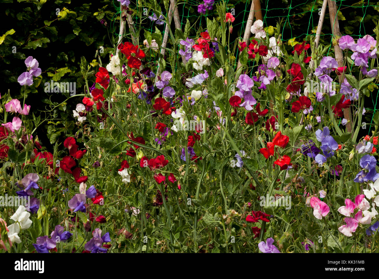 Sweet pea Blumen wachsen in einem Garten Stockfoto